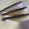Atlas Rig 5" Swimbaits